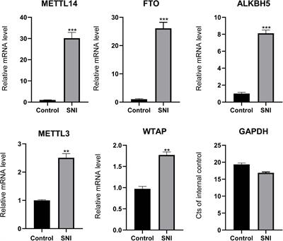 Epitranscriptomic Analysis of m6A Methylome After Peripheral Nerve Injury